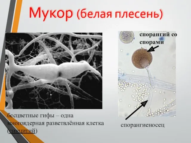 Мукор (белая плесень) бесцветные гифы – одна многоядерная разветвлённая клетка (синцитий) спорангиеносец спорангий со спорами