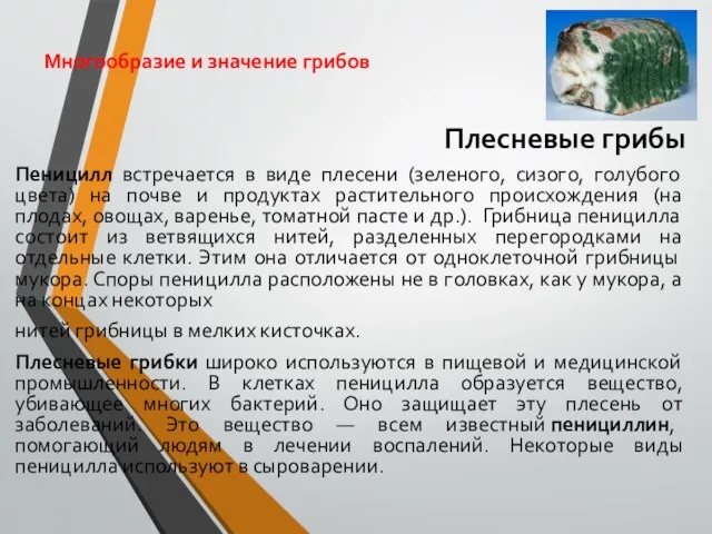 Многообразие и значение грибов Плесневые грибы Пеницилл встречается в виде