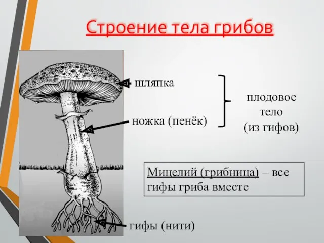 Строение тела грибов ножка (пенёк) шляпка гифы (нити) плодовое тело