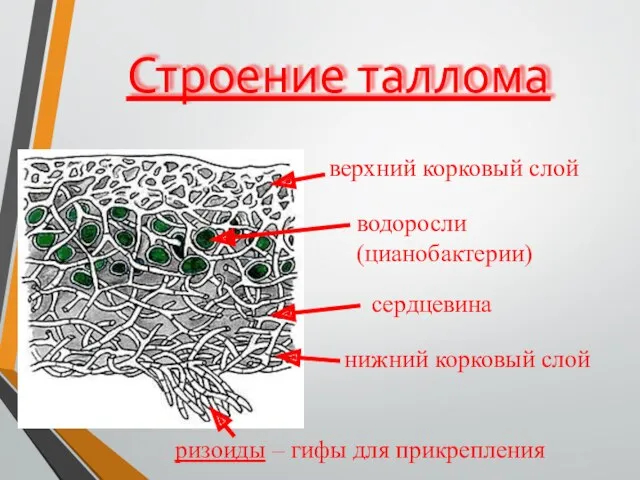 Строение таллома верхний корковый слой нижний корковый слой сердцевина водоросли (цианобактерии) ризоиды – гифы для прикрепления