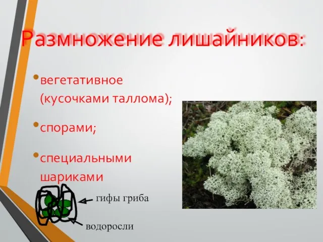 Размножение лишайников: вегетативное (кусочками таллома); спорами; специальными шариками гифы гриба водоросли