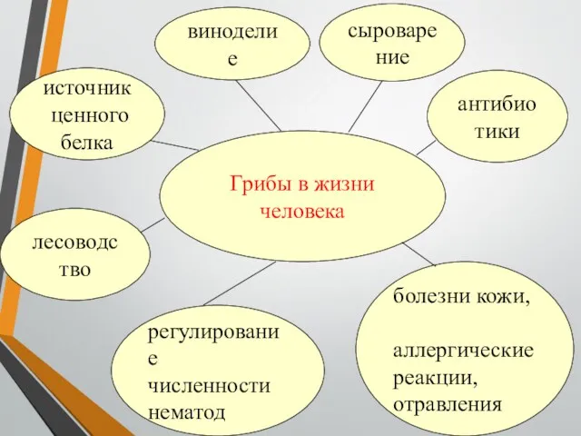 Грибы в жизни человека антибиотики сыроварение виноделие источник ценного белка