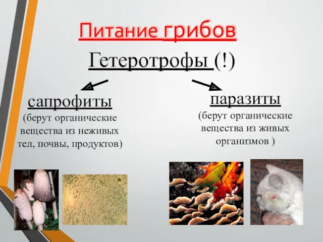 Питание грибов сапрофиты (берут органические вещества из неживых тел, почвы,