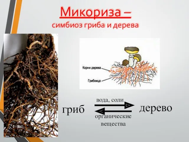 Микориза – симбиоз гриба и дерева гриб дерево вода, соли органические вещества