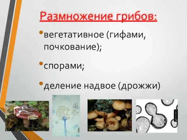 Размножение грибов: вегетативное (гифами, почкование); спорами; деление надвое (дрожжи)