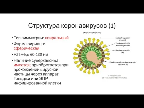 Структура коронавирусов (1) Тип симметрии: спиральный Форма вириона: сферическая Размер: 60-130 нм Наличие
