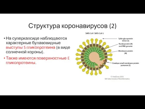 Структура коронавирусов (2) На суперкапсиде наблюдаются характерные булавовидные выступы S гликопротеина (в виде