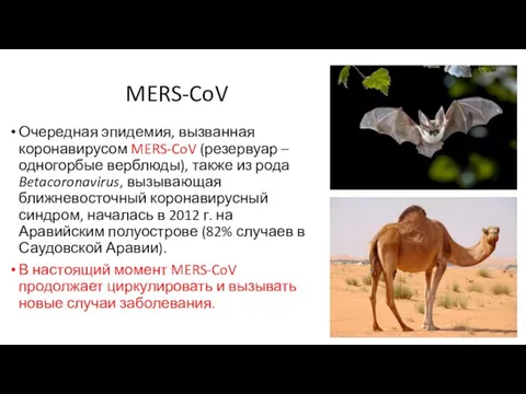 MERS-CoV Очередная эпидемия, вызванная коронавирусом MERS-CoV (резервуар – одногорбые верблюды), также из рода
