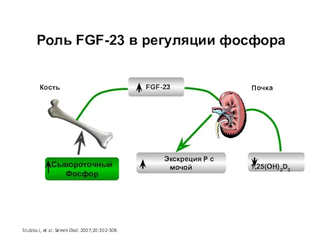 Роль FGF-23 в регуляции фосфора Stubbs J, et al. Semin