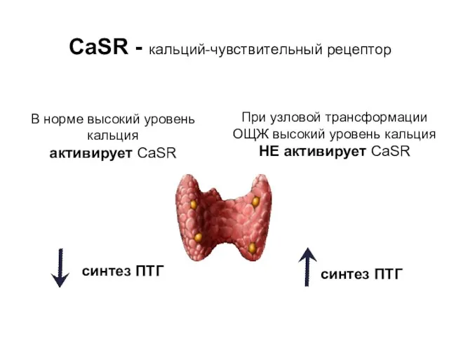 В норме высокий уровень кальция активирует CaSR синтез ПТГ CaSR