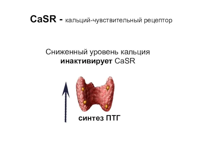 Сниженный уровень кальция инактивирует CaSR синтез ПТГ CaSR - кальций-чувствительный рецептор