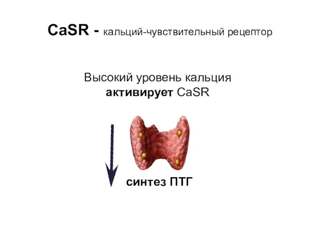 Высокий уровень кальция активирует CaSR синтез ПТГ CaSR - кальций-чувствительный рецептор
