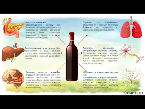 Сильнее всего от алкоголя страдает человеческий мозг. Это влияние необратимо