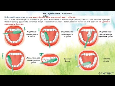 Зубы необходимо чистить не менее 2 раз в день в