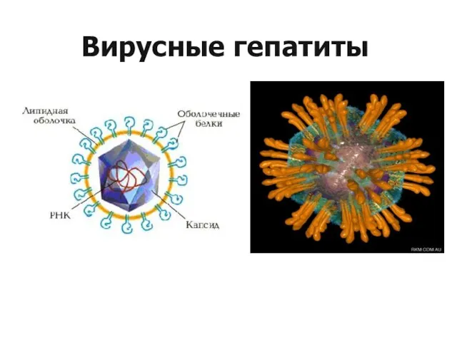 Вирусные гепатиты HCV