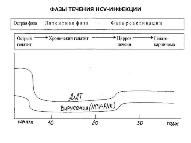 ФАЗЫ ТЕЧЕНИЯ HCV-ИНФЕКЦИИ