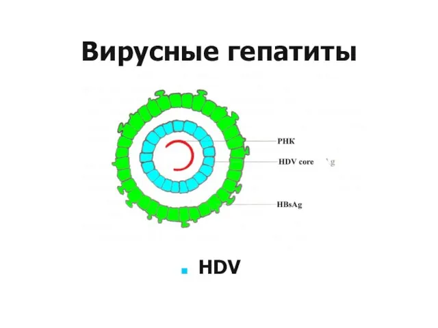 Вирусные гепатиты НDV