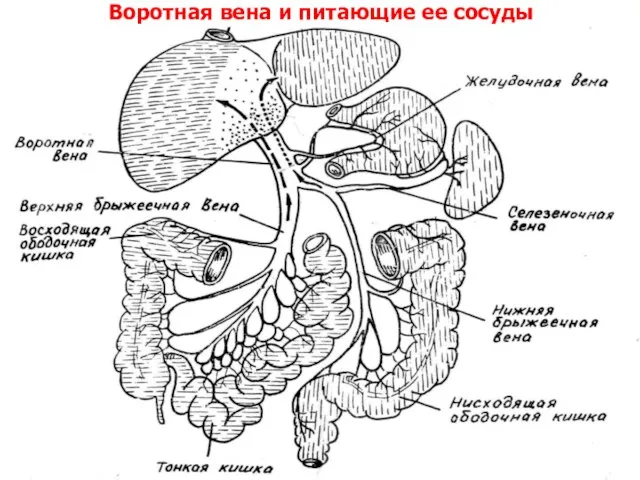 Воротная вена и питающие ее сосуды Селезеночная