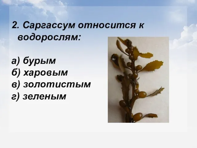 2. Саргассум относится к водорослям: а) бурым б) харовым в) золотистым г) зеленым
