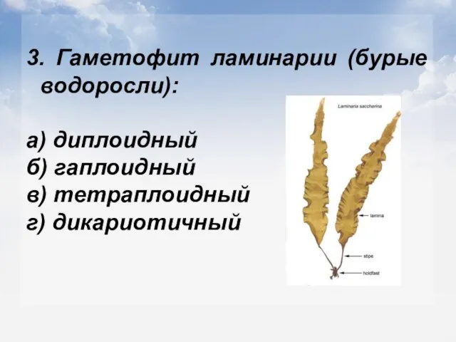 3. Гаметофит ламинарии (бурые водоросли): а) диплоидный б) гаплоидный в) тетраплоидный г) дикариотичный