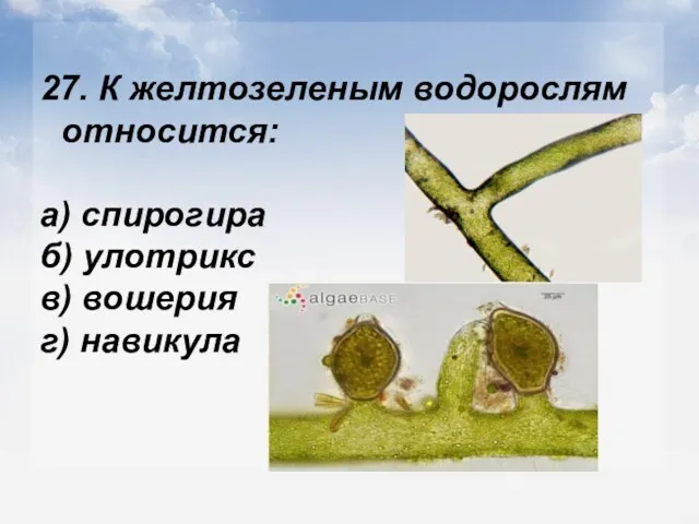 27. К желтозеленым водорослям относится: а) спирогира б) улотрикс в) вошерия г) навикула