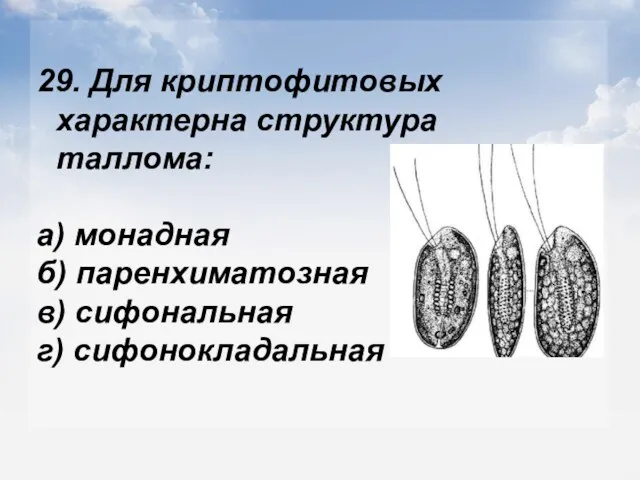 29. Для криптофитовых характерна структура таллома: а) монадная б) паренхиматозная в) сифональная г) сифонокладальная