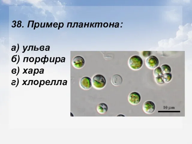 38. Пример планктона: а) ульва б) порфира в) хара г) хлорелла