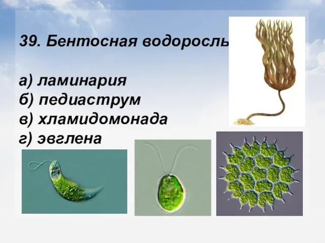39. Бентосная водоросль: а) ламинария б) педиаструм в) хламидомонада г) эвглена