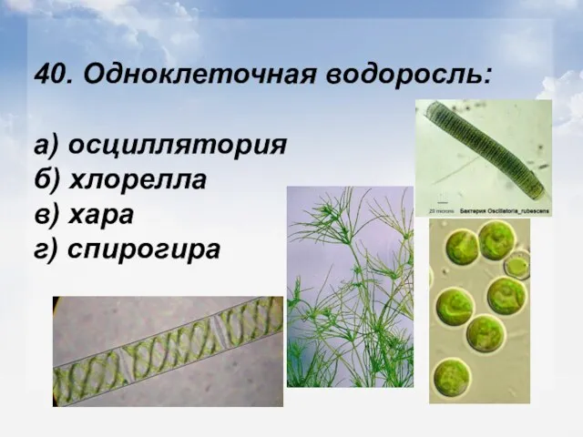 40. Одноклеточная водоросль: а) осциллятория б) хлорелла в) хара г) спирогира