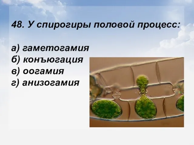 48. У спирогиры половой процесс: а) гаметогамия б) конъюгация в) оогамия г) анизогамия