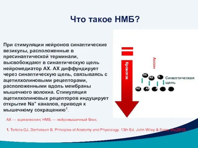 АХ — ацетилхолин; НМБ — нейромышечный блок. 1. Tortora GJ,