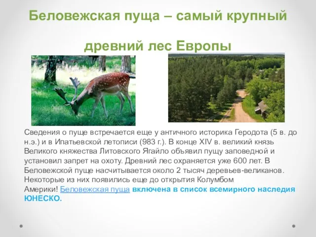 Беловежская пуща – самый крупный древний лес Европы Сведения о