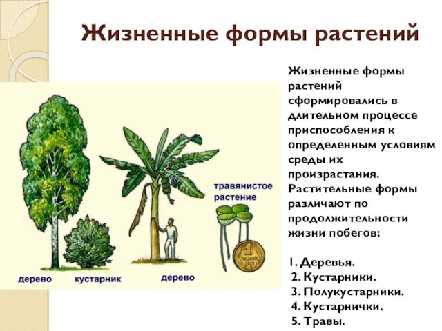 Жизненные формы растений Жизненные формы растений сформировались в длительном процессе