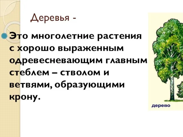 Деревья - Это многолетние растения с хорошо выраженным одревесневающим главным