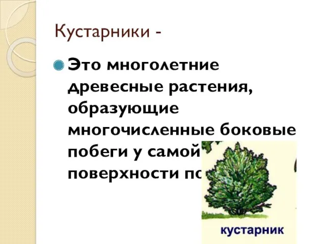 Кустарники - Это многолетние древесные растения, образующие многочисленные боковые побеги у самой поверхности почвы.