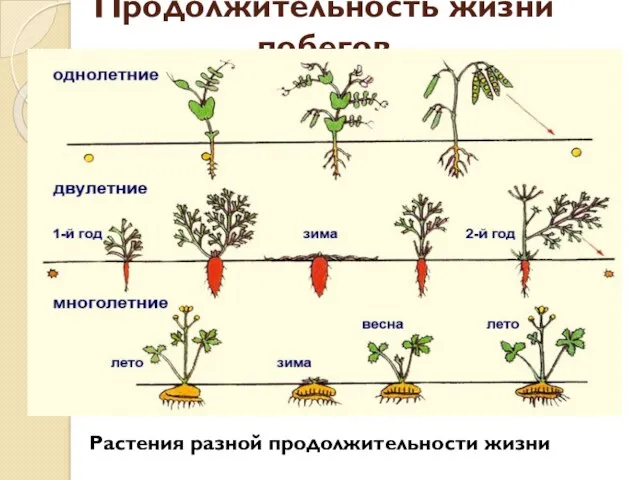 Продолжительность жизни побегов Растения разной продолжительности жизни