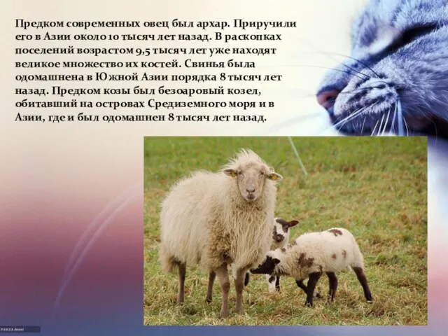 Предком современных овец был архар. Приручили его в Азии около