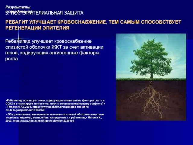 Ребамипид улучшает кровоснабжение слизистой оболочки ЖКТ за счет активации генов,