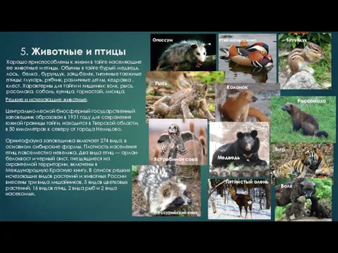 5. Животные и птицы Хорошо приспособлены к жизни в тайге населяющие ее животные