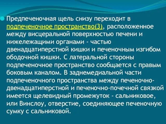 Предпеченочная щель снизу переходит в подпеченочное пространство(3), расположенное между висцеральной