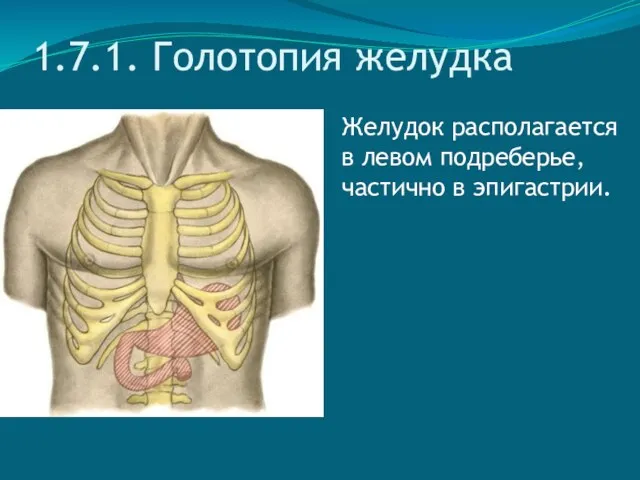 1.7.1. Голотопия желудка Желудок располагается в левом подреберье, частично в эпигастрии.