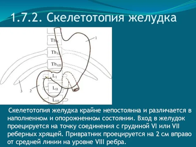 1.7.2. Скелетотопия желудка Скелетотопия желудка крайне непостоянна и различается в