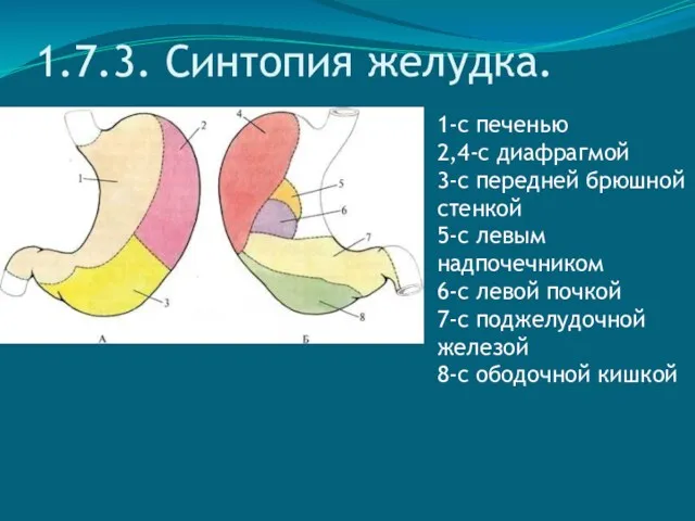 1.7.3. Синтопия желудка. 1-с печенью 2,4-с диафрагмой 3-с передней брюшной