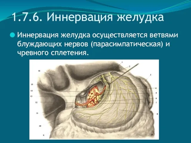 1.7.6. Иннервация желудка Иннервация желудка осуществляется ветвями блуждающих нервов (парасимпатическая) и чревного сплетения.