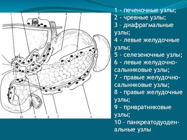 1 - печеночные узлы; 2 - чревные узлы; 3 –