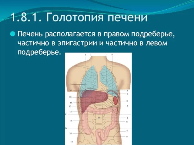 1.8.1. Голотопия печени Печень располагается в правом подреберье, частично в эпигастрии и частично в левом подреберье.