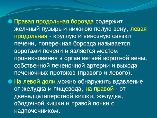 Правая продольная борозда содержит желчный пузырь и нижнюю полую вену,