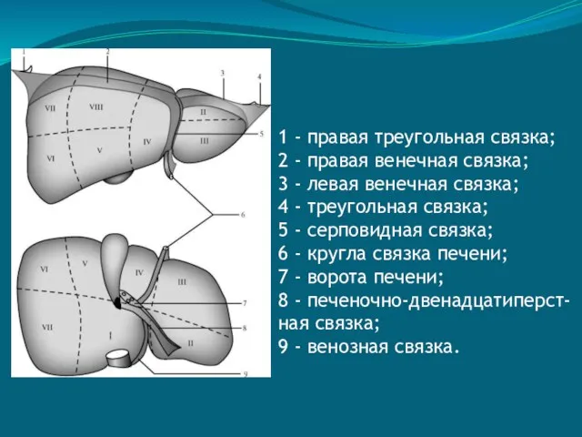 1 - правая треугольная связка; 2 - правая венечная связка;