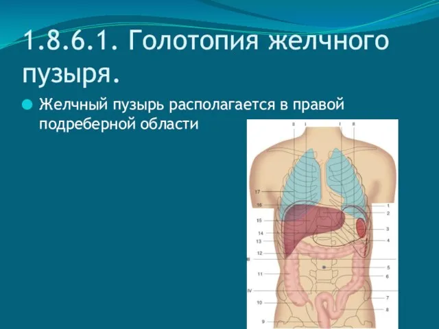 1.8.6.1. Голотопия желчного пузыря. Желчный пузырь располагается в правой подреберной области