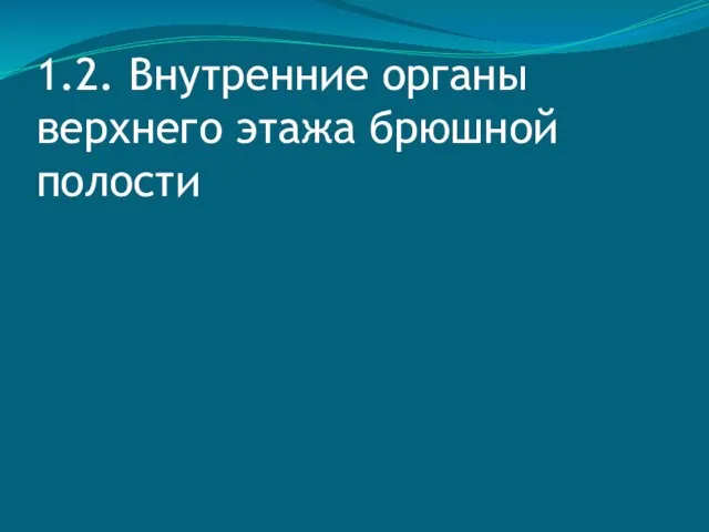 1.2. Внутренние органы верхнего этажа брюшной полости